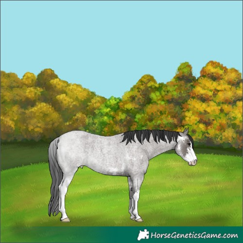 Horse Color:Grullo Roan Sabino Rabicano 