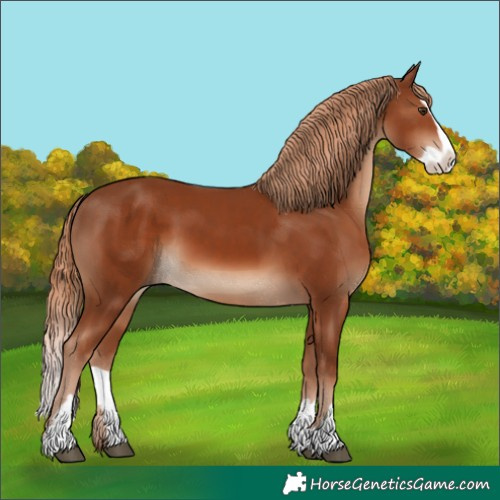 Horse Color:Chestnut  and Chestnut Splash 