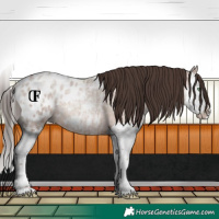 Horse Color:Sable Champagne Ice Roan Splash Appaloosa Rabicano