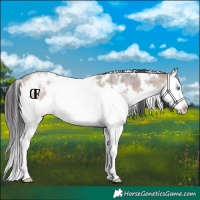 Horse Color:White Spotted Brown Roan Dun Splash Rabicano
