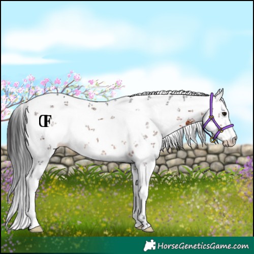 Horse Color:White Spotted Brown Sabino Varnish Rabicano 