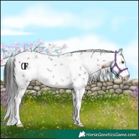 Horse Color:White Spotted Brown Sabino Varnish Rabicano 