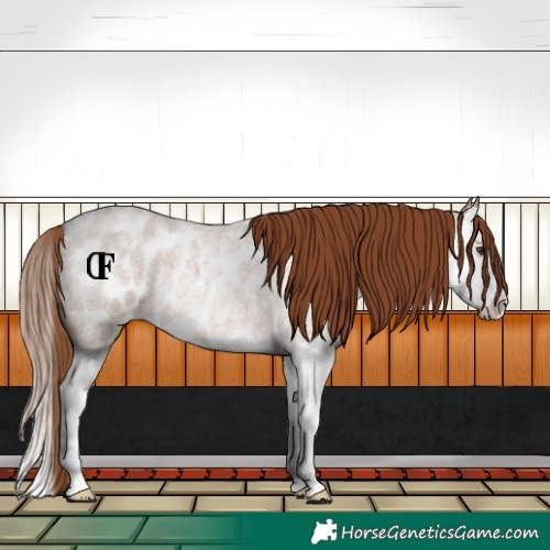 Horse Color:Red Dun Roan Splash Blanket Rabicano
