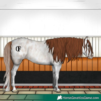 Horse Color:Red Dun Roan Splash Blanket Rabicano 