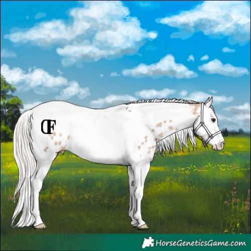Horse Color:Silver Bay Dun Splash Tobiano Near Leopard Rabicano 