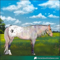 Horse Color:Nacre Silver Buckskin Roan Appaloosa Rabicano 