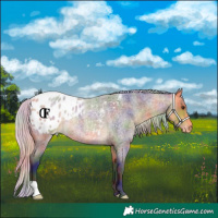 Horse Color:Nacre Silver Buckskin Roan Varnish Rabicano