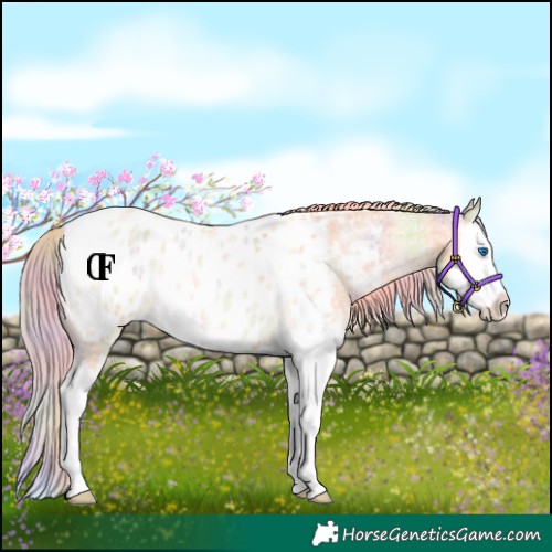 Horse Color:Nacre Palomino Roan Dun Splash Appaloosa Rabicano