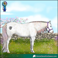 Horse Color:Nacre Palomino Roan Dun Splash Appaloosa Rabicano