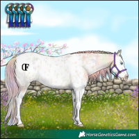 Horse Color:Nacre Palomino Roan Dun Splash Blanket Rabicano 
