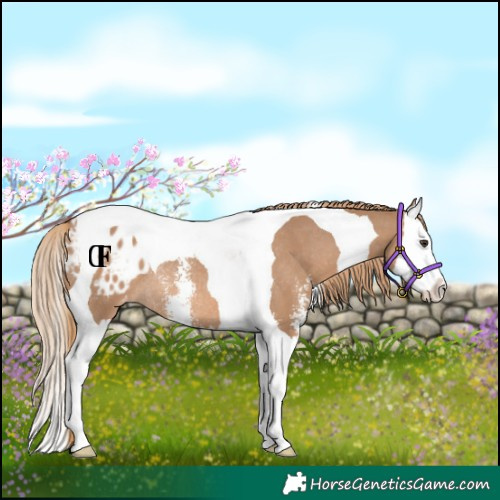 Horse Color:Red Dun Sabino Splash Tobiano Appaloosa Rabicano
