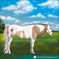 Horse Color:Red Dun Sabino Splash Tobiano Varnish Rabicano