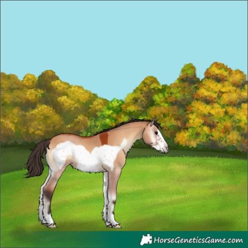 Horse Color:Bay Onyx Frame Rabicano 