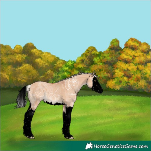 Horse Color:Unknown 