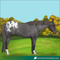 Horse Color:Smoky Black Varnish