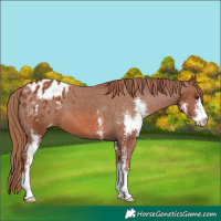 Horse Color:Chestnut Sabino Appaloosa 