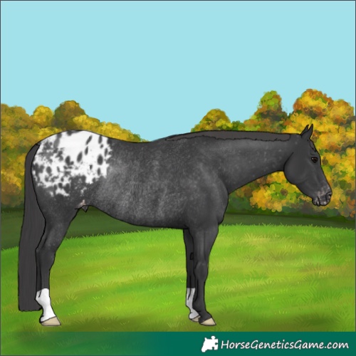 Horse Color:Black Appaloosa Rabicano 