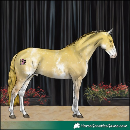 Horse Color:White Spotted Red Dun Appaloosa 