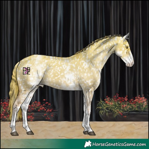 Horse Color:White Spotted Red Dun Snowflake Varnish 