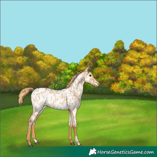 Horse Color:Red Dun Near Leopard and Red Dun Near Leopard
