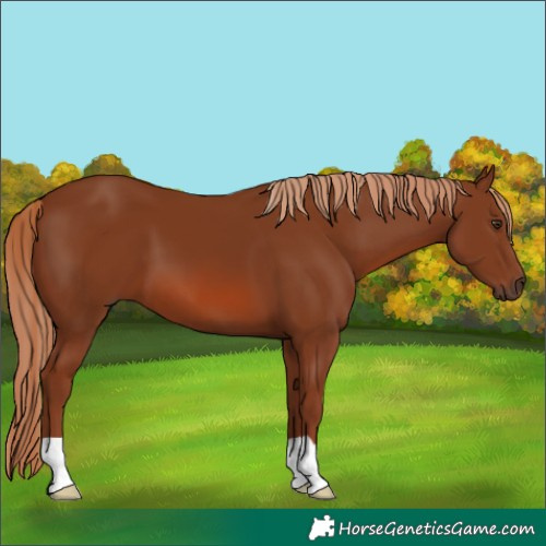 Horse Color:Chestnut 