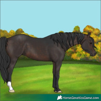 Horse Color:Brown 