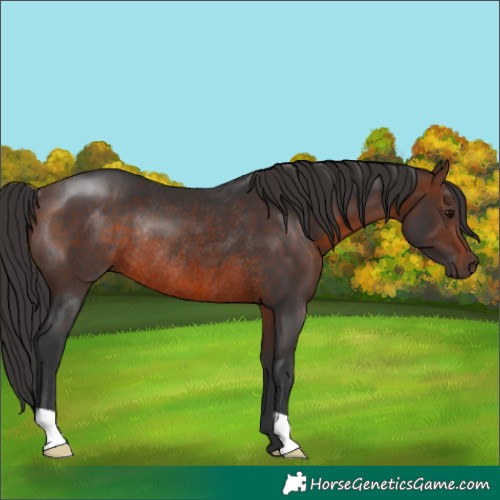 Horse Color:Brown Rabicano 