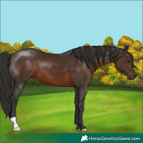 Horse Color:Liver Chestnut 