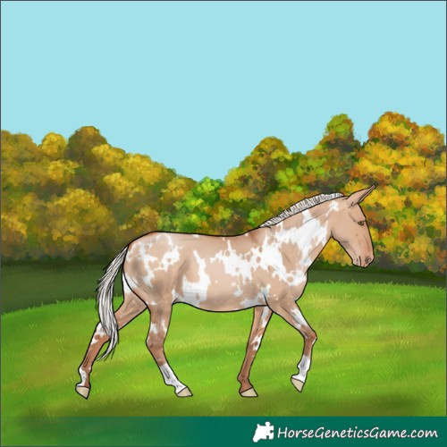 Horse Color:White Spotted Silver Bay Pearl Dun Appaloosa