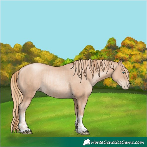 Horse Color:Gold Champagne Pearl Rabicano and Gold Champagne Pearl Rabicano