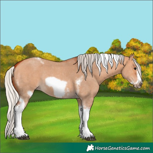 Horse Color:Silver Bay Dun Sabino Tobiano Frame Rabicano 