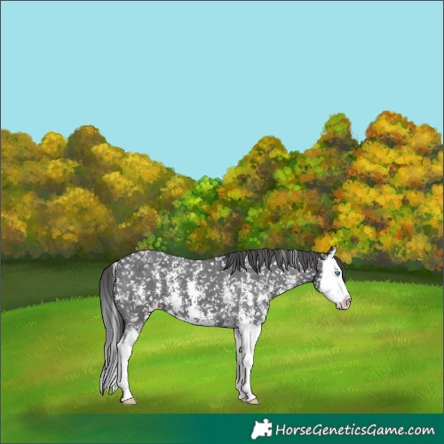 Horse Color:Black Sabino Splash Appaloosa