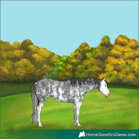 Horse Color:Black Sabino Splash Appaloosa 