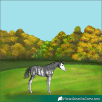 Horse Color:Black Sabino Splash Appaloosa 