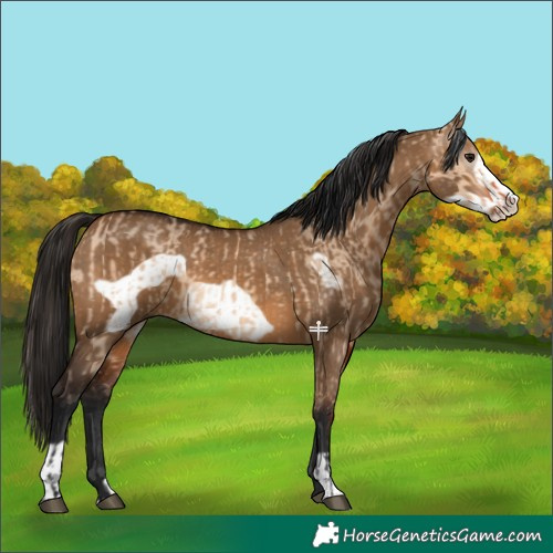 Horse Color:Bay Dun Frame  and Gray Bay Dun Frame 
