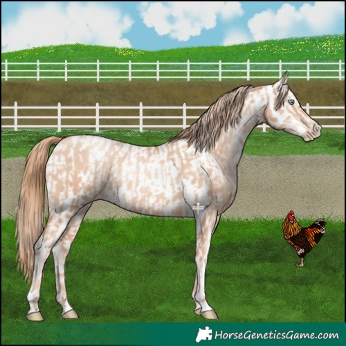 Horse Color:Gold Champagne Pearl Rabicano  and Gold Champagne Pearl Near Leopard Rabicano 