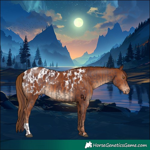 Horse Color:Chocolate Black and Chestnut Appaloosa