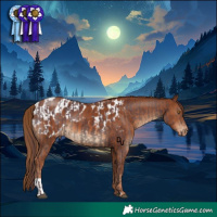Horse Color:Chocolate Black  and Chestnut Appaloosa 
