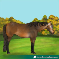 Horse Color:Gray Buckskin 