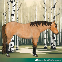 Horse Color:Gray Buckskin Roan 