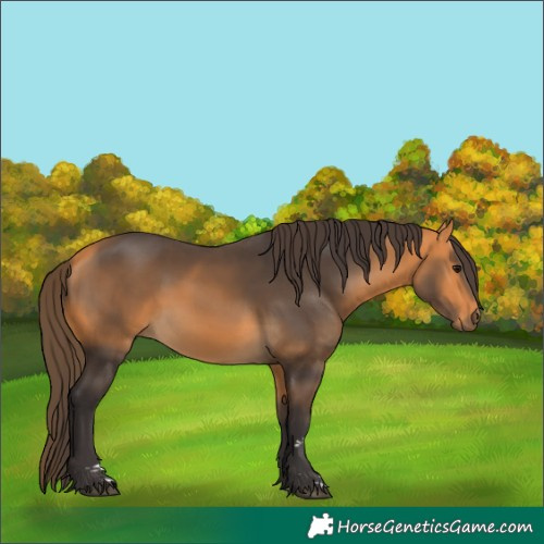 Horse Color:Buckskin