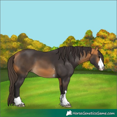 Horse Color:Buckskin 