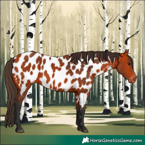 Horse Color:Bay Near Leopard 