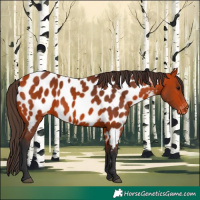 Horse Color:Bay Appaloosa 