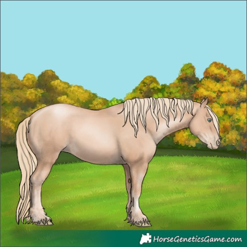 Horse Color:Gold Champagne Pearl Rabicano and Gold Champagne Pearl Rabicano