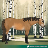 Horse Color:Gray Buckskin 