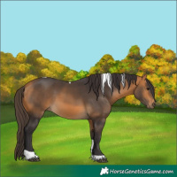 Horse Color:Buckskin Tobiano 