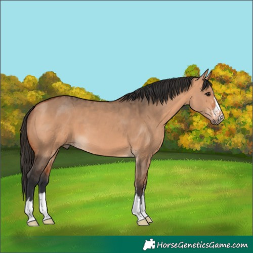 Horse Color:Unknown 