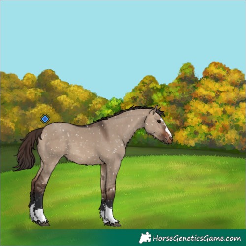 Horse Color:Brown Dun Snowflake Varnish
