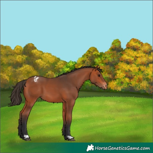 Horse Color:Bay Varnish 
